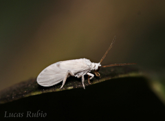 Coniopteryx