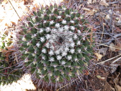 Mammillaria carnea