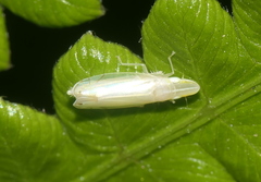 Nirvana placida