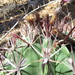 Ferocactus recurvus spiralis - Photo (c) Leticia Soriano Flores, algunos derechos reservados (CC BY-NC), subido por Leticia Soriano Flores