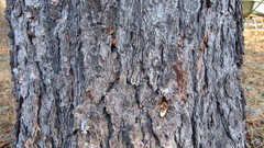 Dendrocopos major