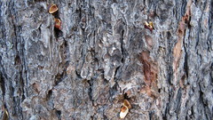 Dendrocopos major