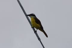 Pitangus sulphuratus