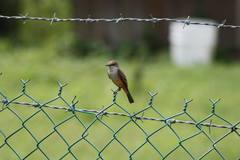 Pyrocephalus rubinus