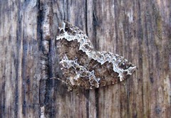 Lampropteryx suffumata