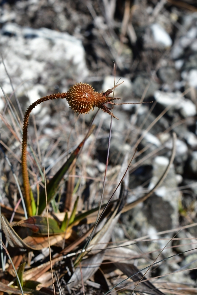 Vellozia resinosa