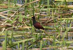 Jacana spinosa