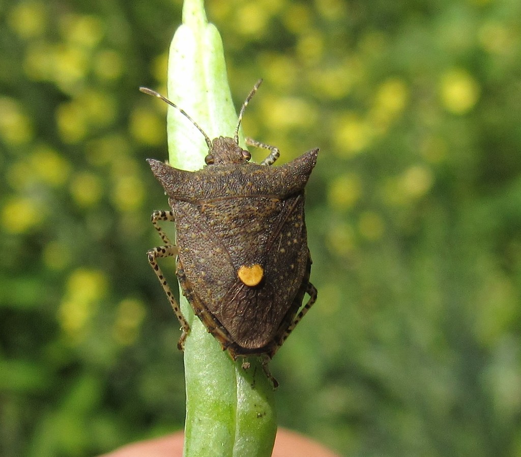 Euschistus picticornis