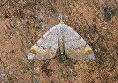 Macaria liturata