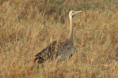 Lissotis melanogaster