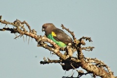 Poicephalus meyeri