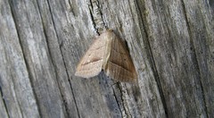 Petrophora chlorosata