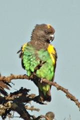 Poicephalus meyeri