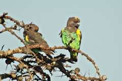 Poicephalus meyeri