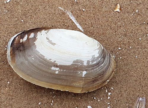 Otter shell