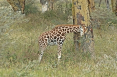Giraffa camelopardalis rothschildi