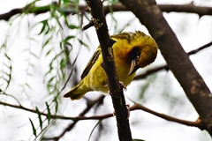 Ploceus spekei