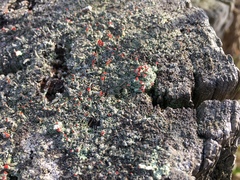 Cladonia incrassata