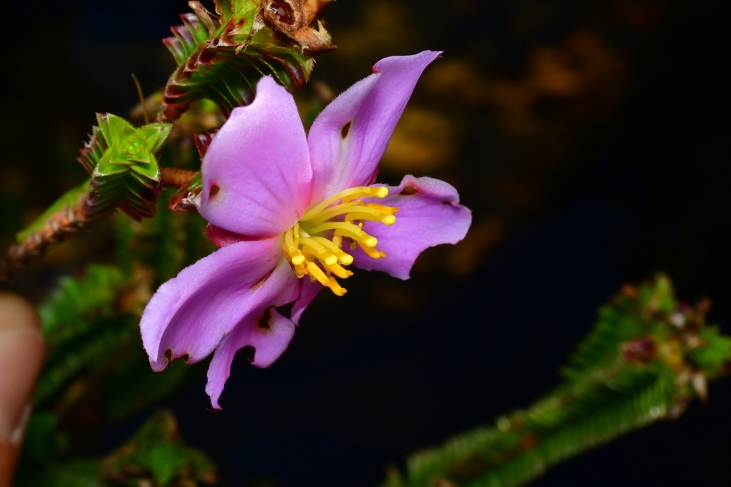 Lavoisiera imbricata