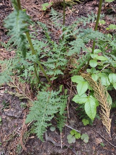 Image of Mount Rainier Lousewort (Pedicularis rainierensis) by no rights reserved