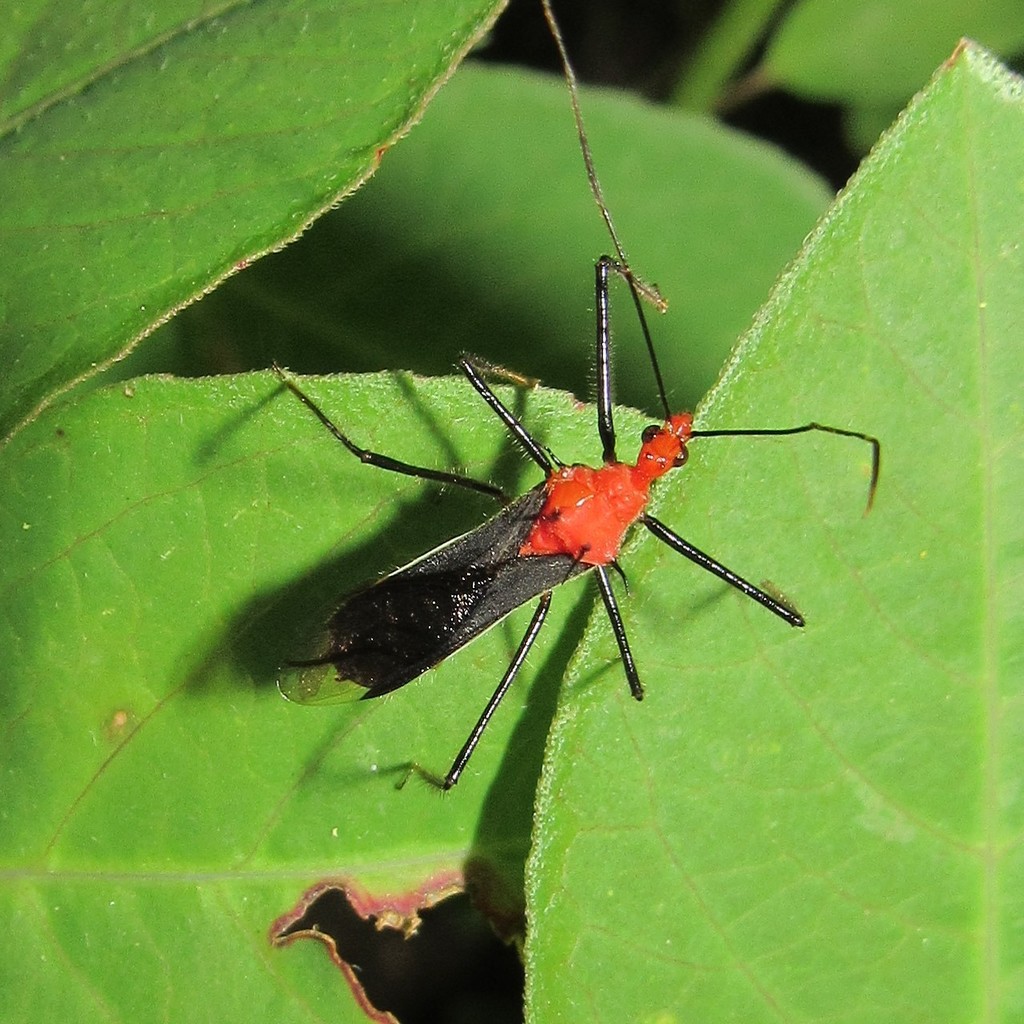 Repipta fuscospinosa