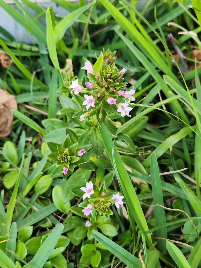 spoonleaf yellow loosestrife from 952台灣台東縣蘭嶼鄉 on April 6, 2023 at 06:59 ...