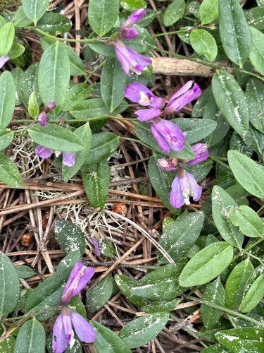 Rhinotropis californica, photograph 6