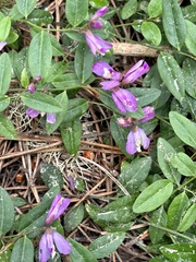 Rhinotropis californica, photograph Chuck Wilson, CC0, iNaturalist via GBIF