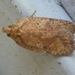 Agonopterix thelmae - Photo (c) Even Dankowicz,  זכויות יוצרים חלקיות (CC BY), הועלה על ידי Even Dankowicz