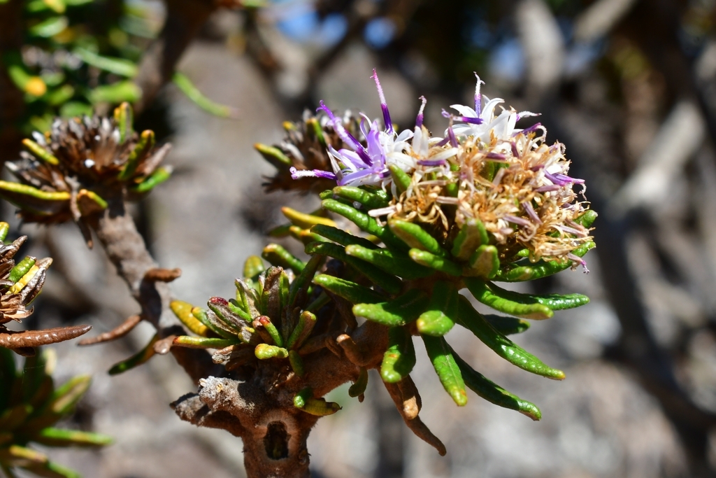 Lychnophora staavioides