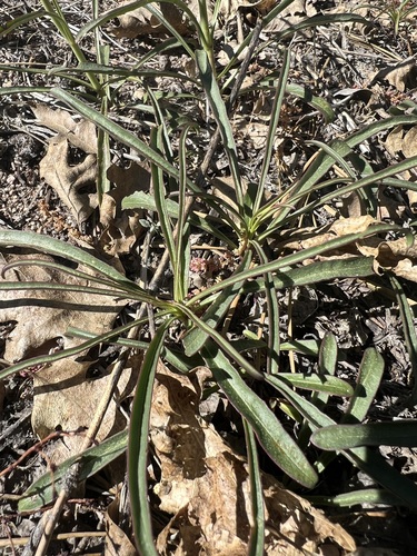 Image of Penstemon labrosus by no rights reserved