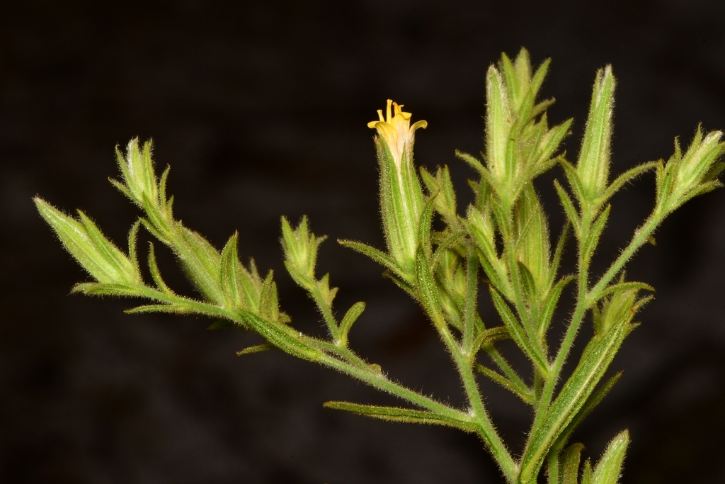 Trixis vauthieri