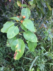 Cordia caffra