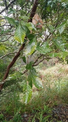 Lithocarpus corneus