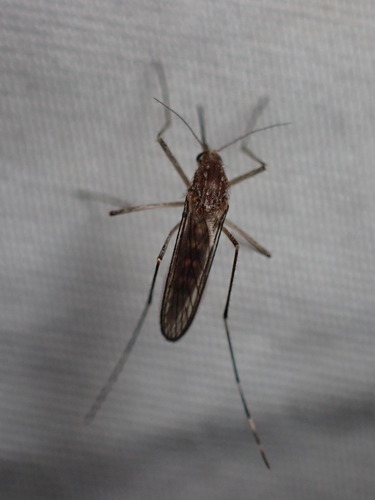 Aedes increpitus photo 5