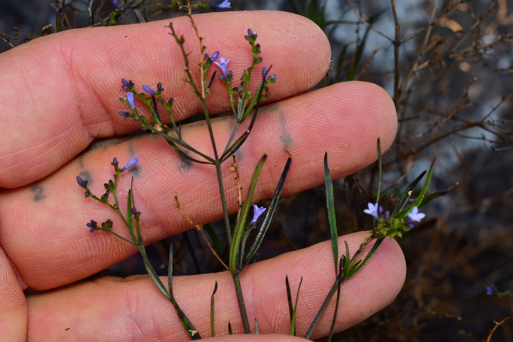 Declieuxia spergulifolia