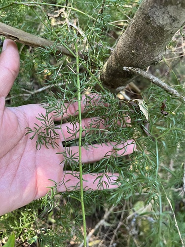 Asparagus ramosissimus, photograph 4