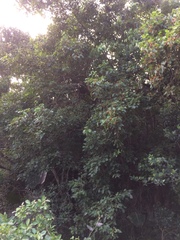 Cordia caffra