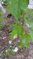 Chrysoesthia sexguttella