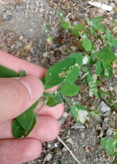 Chrysoesthia sexguttella