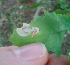 Chrysoesthia sexguttella