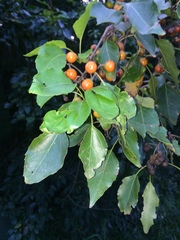 Cordia caffra