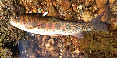 Westslope Cutthroat Trout
