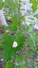 Chrysoesthia sexguttella