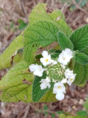 Lantana velutina