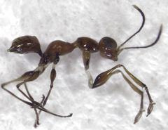 Gonatopus alpinus