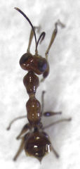 Gonatopus alpinus