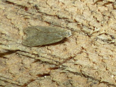 Dichomeris punctipennella