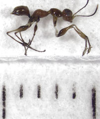 Gonatopus alpinus