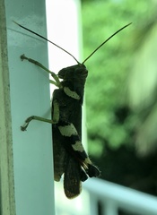 Apalacris varicornis